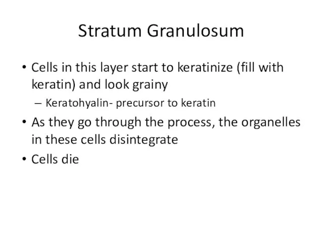 Stratum Granulosum Cells in this layer start to keratinize (fill with