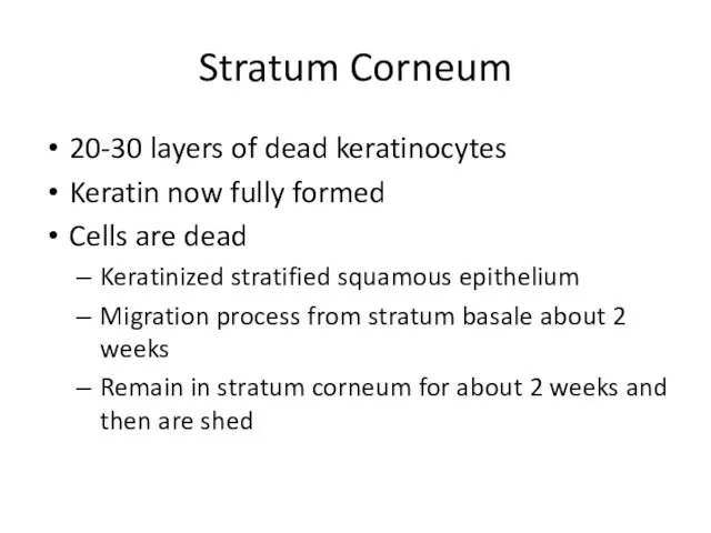 Stratum Corneum 20-30 layers of dead keratinocytes Keratin now fully formed