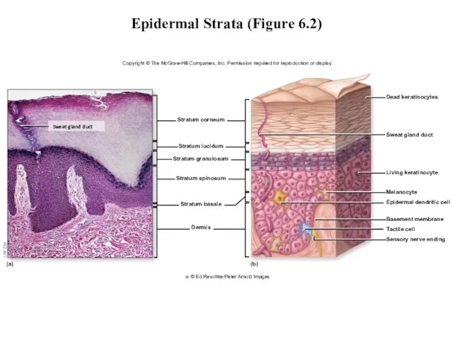 Epidermal Strata (Figure 6.2) Copyright © The McGraw-Hill Companies, Inc. Permission