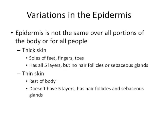 Variations in the Epidermis Epidermis is not the same over all