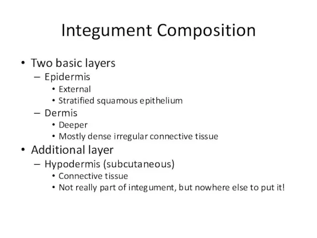 Integument Composition Two basic layers Epidermis External Stratified squamous epithelium Dermis