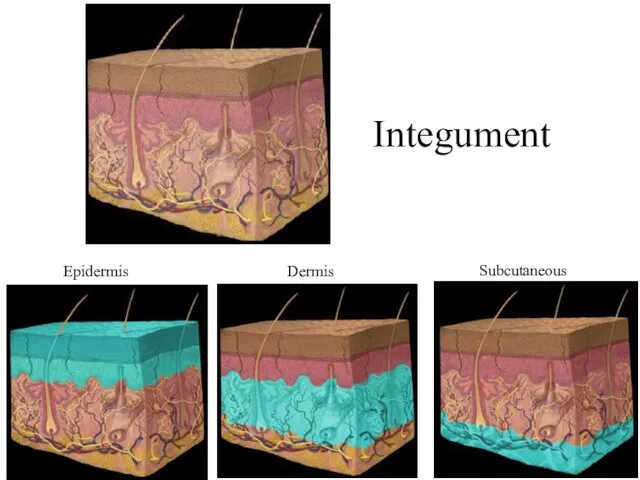 Integument Epidermis Dermis Subcutaneous layer