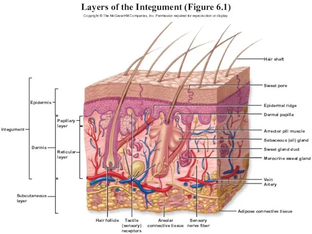 Layers of the Integument (Figure 6.1) Copyright © The McGraw-Hill Companies,
