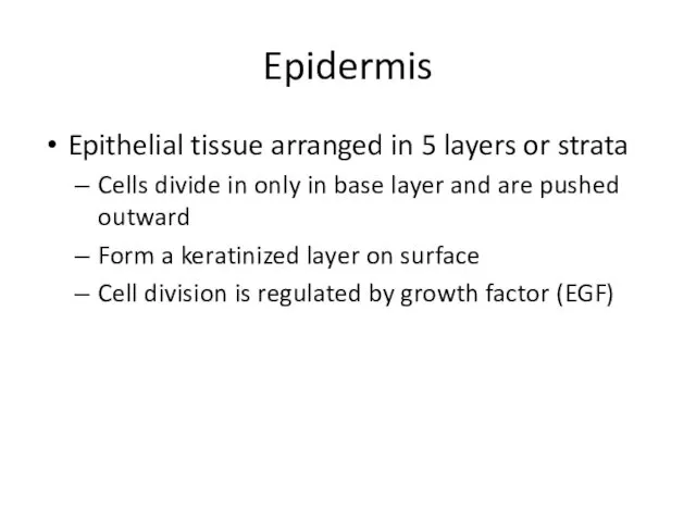 Epidermis Epithelial tissue arranged in 5 layers or strata Cells divide