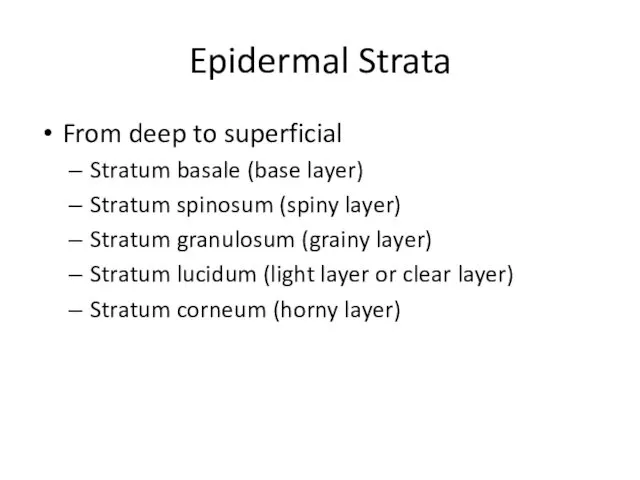 Epidermal Strata From deep to superficial Stratum basale (base layer) Stratum