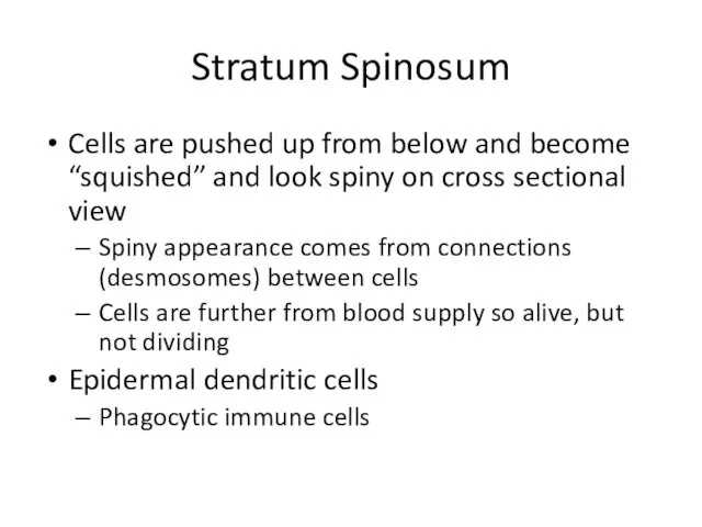 Stratum Spinosum Cells are pushed up from below and become “squished”