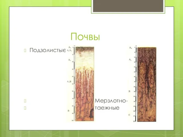 Почвы Подзолистые Мерзлотно- таежные