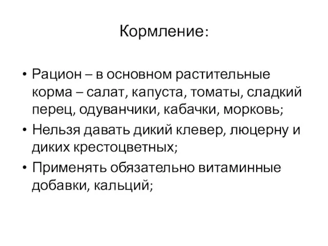 Кормление: Рацион – в основном растительные корма – салат, капуста, томаты,