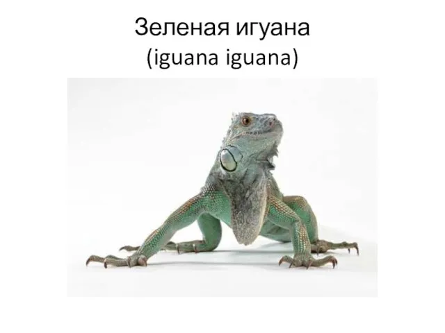 Зеленая игуана (iguana iguana)