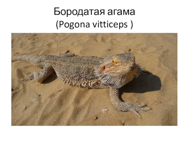 Бородатая агама (Pogona vitticeps )