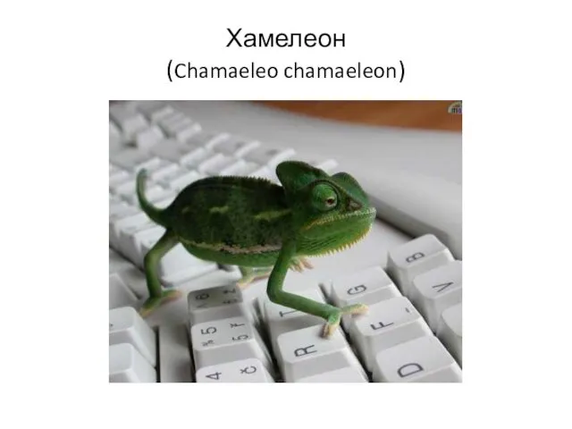 Хамелеон (Chamaeleo chamaeleon)