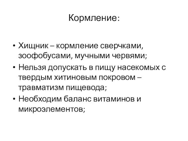 Кормление: Хищник – кормление сверчками, зоофобусами, мучными червями; Нельзя допускать в