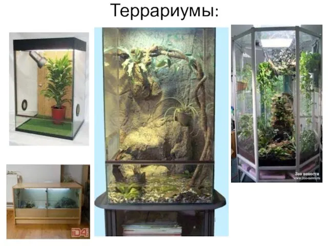 Террариумы: