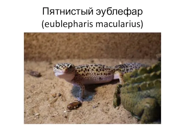 Пятнистый эублефар (eublepharis macularius)