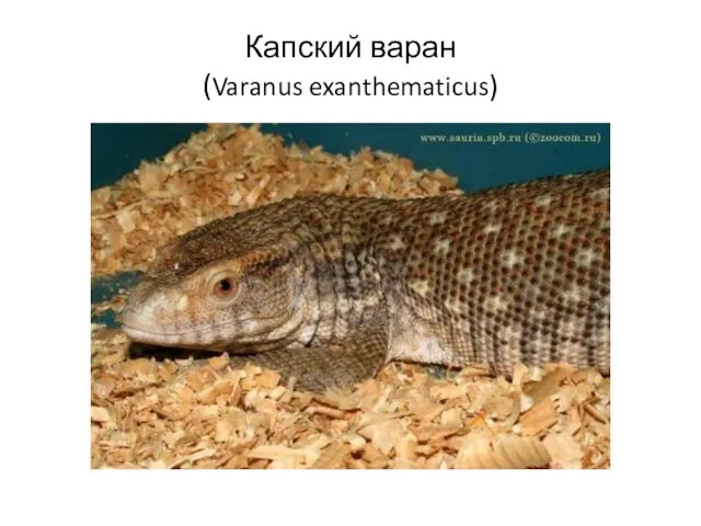 Капский варан (Varanus exanthematicus)