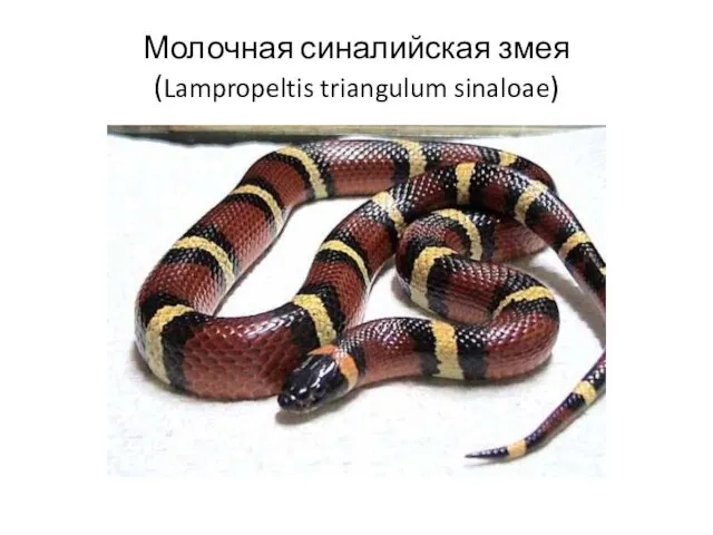 Молочная синалийская змея (Lampropeltis triangulum sinaloae)