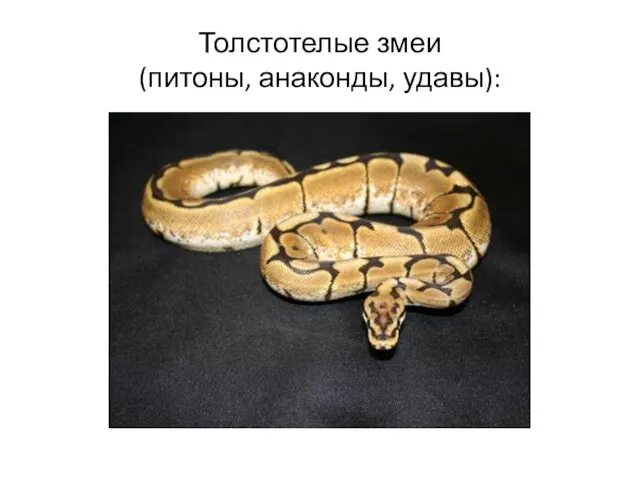 Толстотелые змеи (питоны, анаконды, удавы):