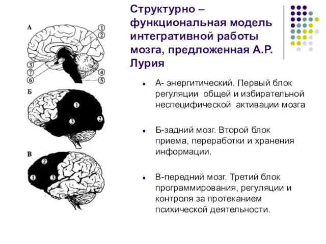 Структурно – функциональная модель интегративной работы мозга, предложенная А.Р.Лурия А- энергитический.