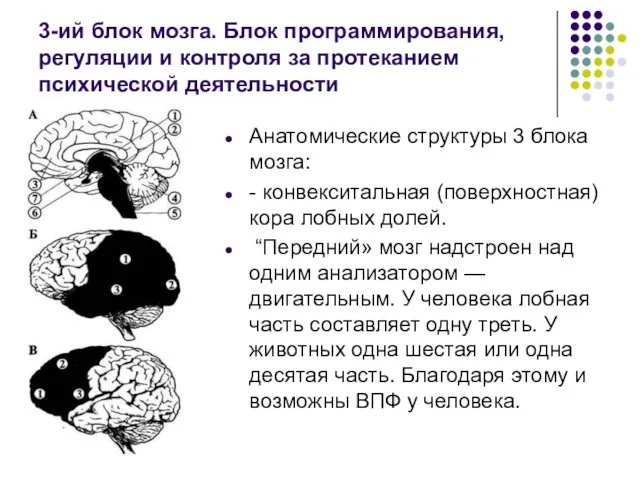 3-ий блок мозга. Блок программирования, регуляции и контроля за протеканием психической