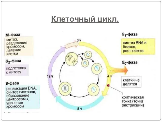 Клеточный цикл.