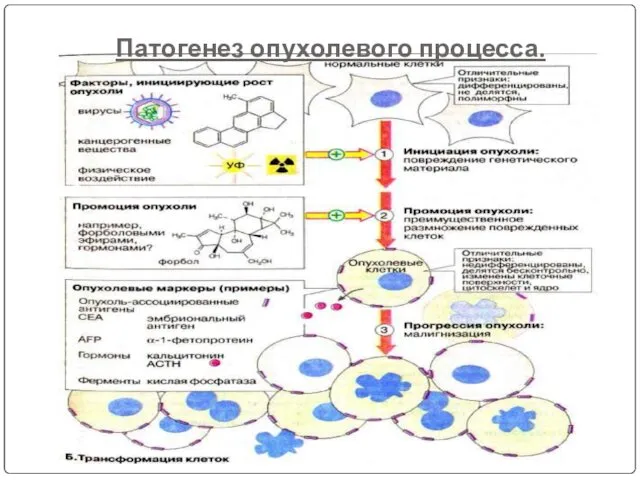 Патогенез опухолевого процесса.