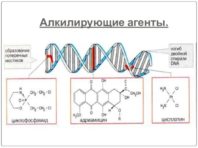 Алкилирующие агенты.