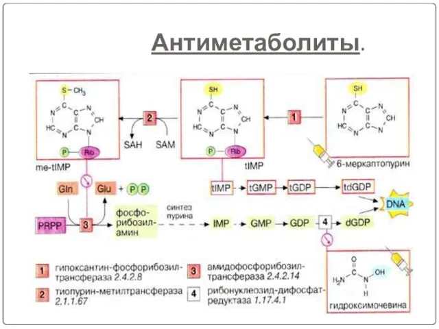 Антиметаболиты.