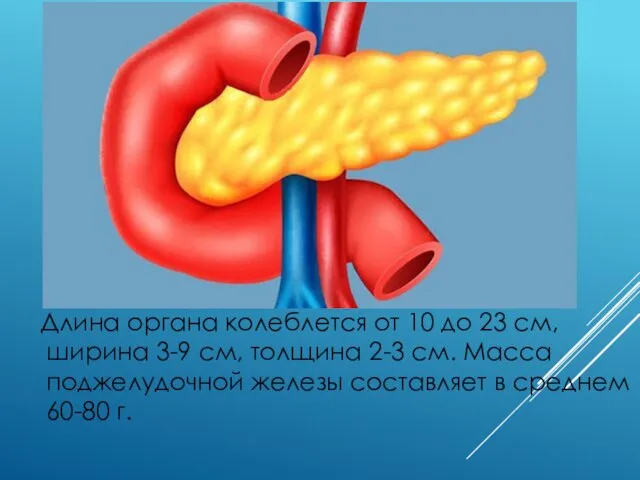 Длина органа колеблется от 10 до 23 см, ширина 3-9 см,