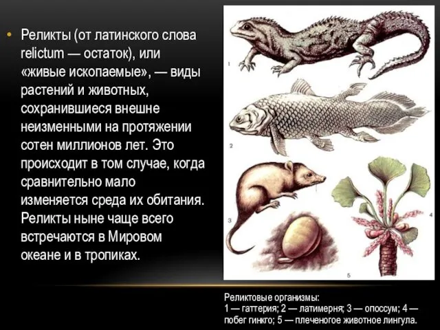 Реликтовые организмы: 1 — гаттерия; 2 — латимерня; 3 — опоссум;