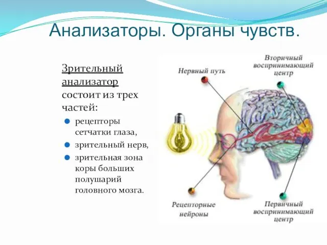 Анализаторы. Органы чувств. Зрительный анализатор состоит из трех частей: рецепторы сетчатки