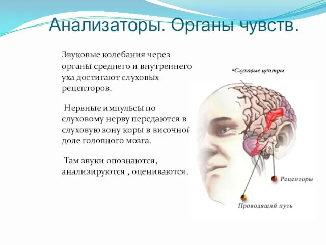 Анализаторы. Органы чувств. Звуковые колебания через органы среднего и внутреннего уха