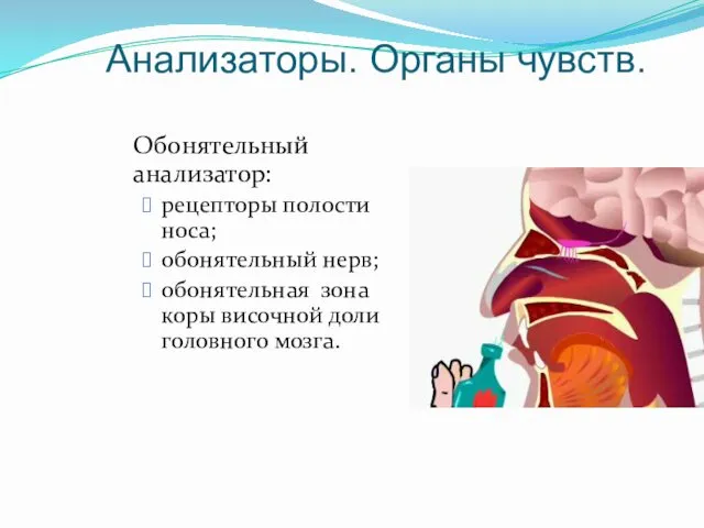 Анализаторы. Органы чувств. Обонятельный анализатор: рецепторы полости носа; обонятельный нерв; обонятельная