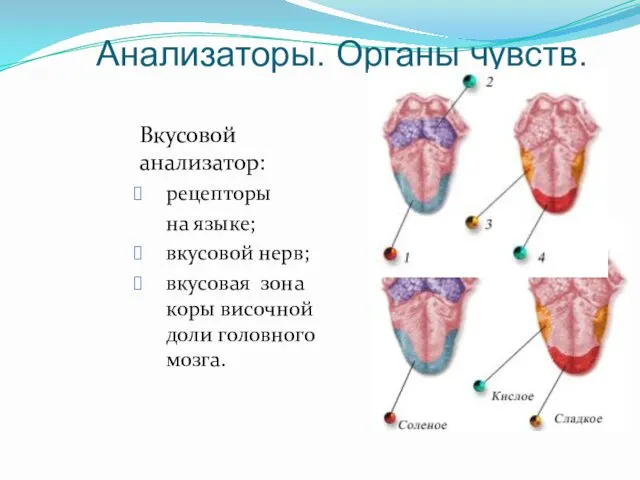 Анализаторы. Органы чувств. Вкусовой анализатор: рецепторы на языке; вкусовой нерв; вкусовая