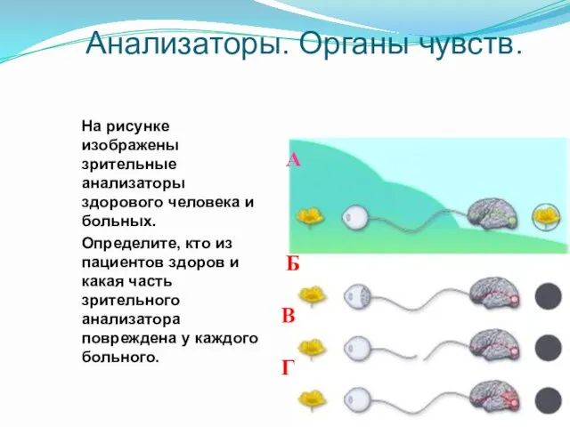 Анализаторы. Органы чувств. На рисунке изображены зрительные анализаторы здорового человека и