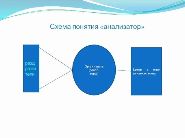 Схема понятия «анализатор» раздражители Орган чувств (рецеп- торы) Центр в коре головного мозга