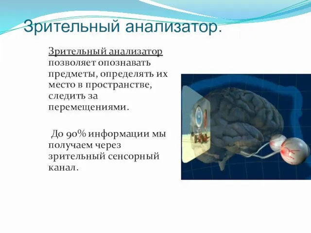 Зрительный анализатор. Зрительный анализатор позволяет опознавать предметы, определять их место в