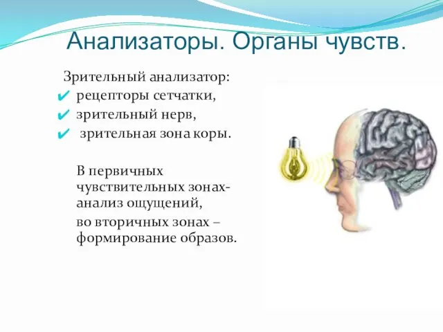 Анализаторы. Органы чувств. Зрительный анализатор: рецепторы сетчатки, зрительный нерв, зрительная зона