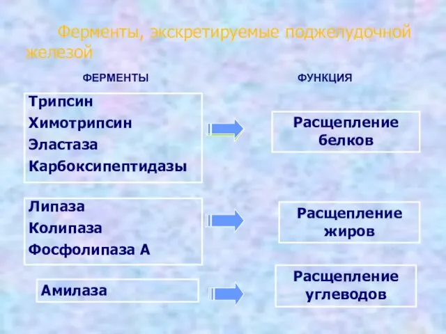 Ферменты, экскретируемые поджелудочной железой ФЕРМЕНТЫ Трипсин Химотрипсин Эластаза Карбоксипептидазы Липаза Колипаза