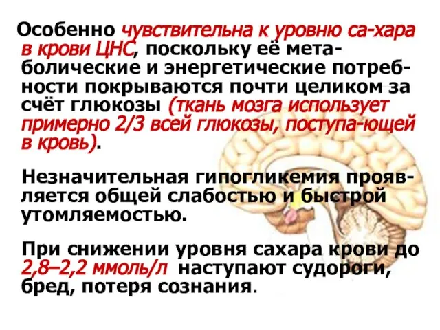 Особенно чувствительна к уровню са-хара в крови ЦНС, поскольку её мета-болические