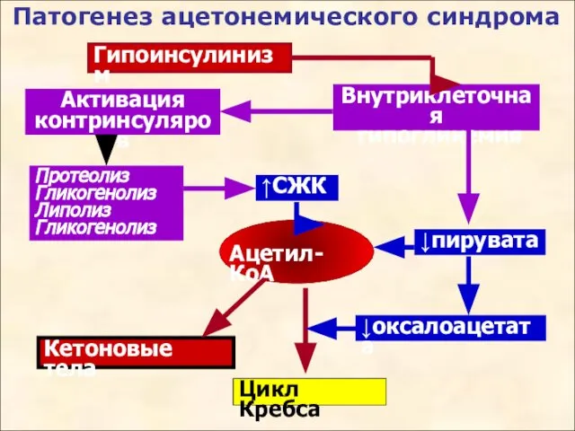 Гипоинсулинизм Активация контринсуляров Внутриклеточная гипогликемия Протеолиз Гликогенолиз Липолиз Гликогенолиз ↑СЖК ↓пирувата