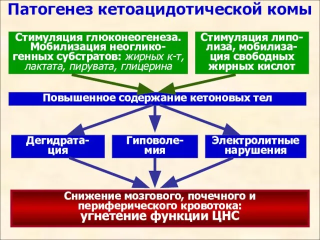 Патогенез кетоацидотической комы Стимуляция глюконеогенеза. Мобилизация неоглико-генных субстратов: жирных к-т, лактата,