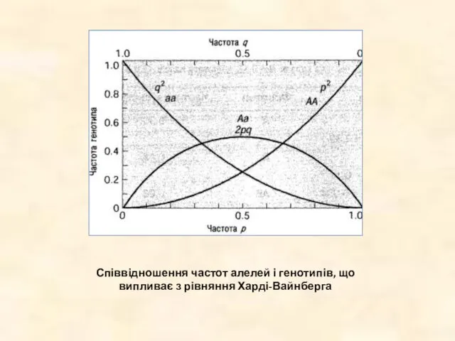 Співвідношення частот алелей і генотипів, що випливає з рівняння Харді-Вайнберга