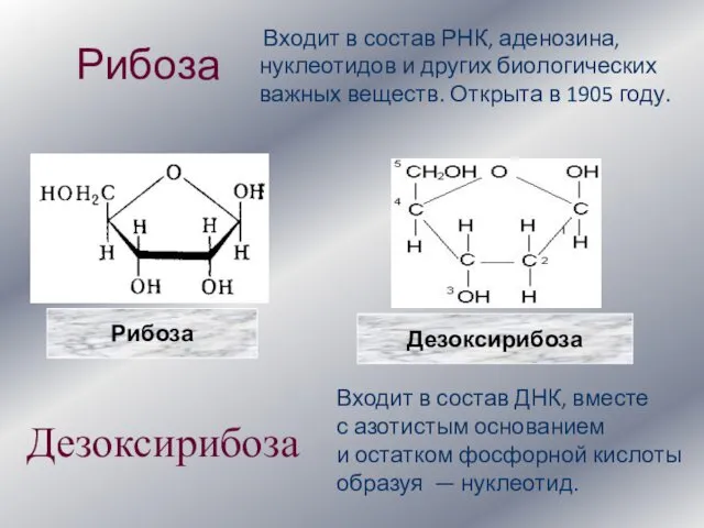 Рибоза Входит в состав РНК, аденозина, нуклеотидов и других биологических важных