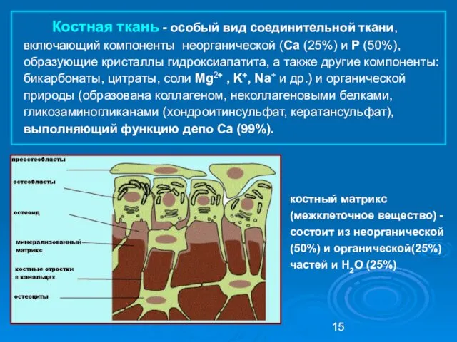 Костная ткань - особый вид соединительной ткани, включающий компоненты неорганической (Са