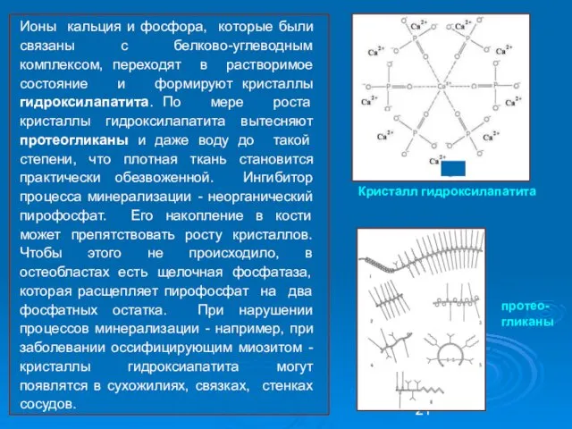 Ионы кальция и фосфора, которые были связаны с белково-углеводным комплексом, переходят