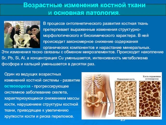 Возрастные изменения костной ткани и основная патология. В процессе онтогенетического развития