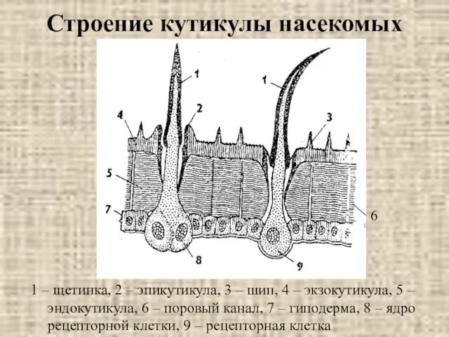 Строение кутикулы насекомых 1 – щетинка, 2 – эпикутикула, 3 –