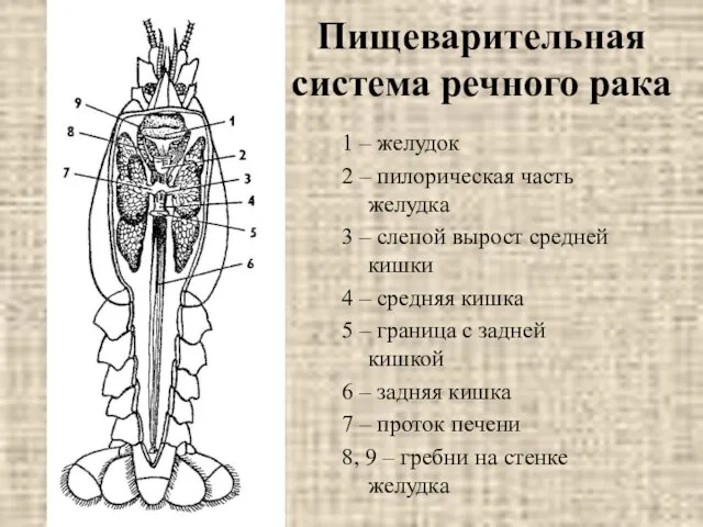 Пищеварительная система речного рака 1 – желудок 2 – пилорическая часть