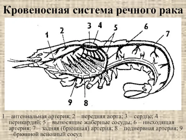 Кровеносная система речного рака 1 – антеннальная артерия; 2 – передняя