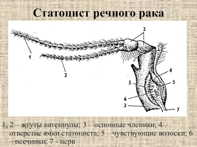 Статоцист речного рака 1, 2 – жгуты антеннулы; 3 – основные